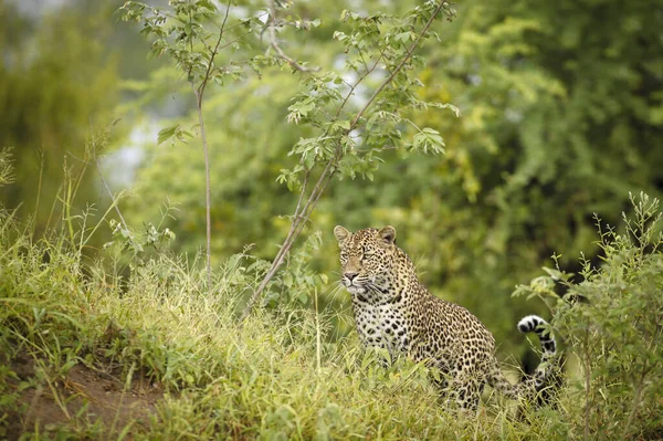 Leopard Panthera Pardus Jag Heter Mpumlanga Sydafrika — Stockfoto
