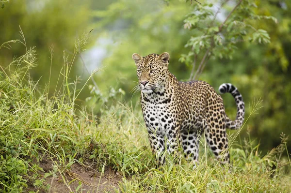 Leopard Panthera Pardus Jag Heter Mpumlanga Sydafrika — Stockfoto