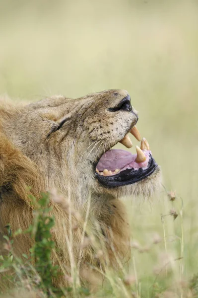 Lion Panthera Leo Mpumlanga Afrique Sud — Photo