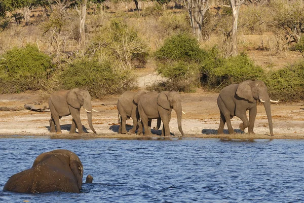 Afrika çalı fili (Loxodonta africana) diğer adıyla Afrika savanası fili veya Afrika fili. Botswana