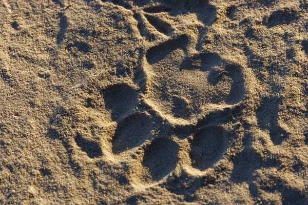 Aslan (panthera leo) spoor. Botswana