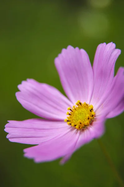 Cosmos Flower South Africa — Stock Photo, Image