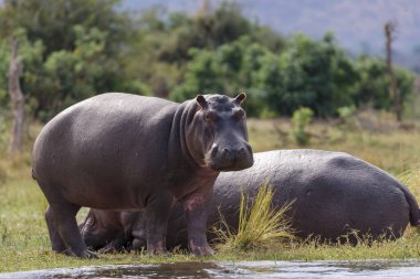 Su aygırı ya da su aygırı (Hippopotamus amfibi). Aşağı Zambezi. Zambiya