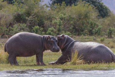 Su aygırı ya da su aygırı (Hippopotamus amfibi). Aşağı Zambezi. Zambiya