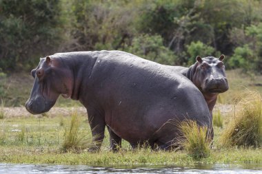 Su aygırı ya da su aygırı (Hippopotamus amfibi). Aşağı Zambezi. Zambiya