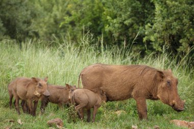 Yaban domuzu (Phacochoerus africanus) ve domuz yavruları (young). KwaZulu Natal. Güney Afrika