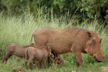 Yaban domuzu (Phacochoerus africanus) ve domuz yavruları (young). KwaZulu Natal. Güney Afrika