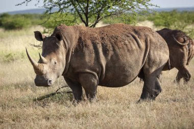 Beyaz gergedan ya da kare dudaklı gergedan (Ceratotherium simum). Kuzey Batı Eyaleti. Güney Afrika