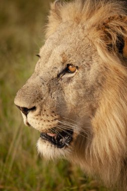 Aslan (Panthera leo). Kuzey Batı Eyaleti. Güney Afrika
