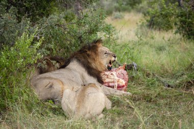 Aslan (Panthera leo) iki dişiye saldırganlık gösteren bir zebra (Equus quagga) leşi ile beslenir. Kuzey Batı Eyaleti. Güney Afrika