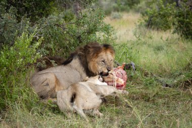 Aslan (Panthera leo) iki dişiye saldırganlık gösteren bir zebra (Equus quagga) leşi ile beslenir. Kuzey Batı Eyaleti. Güney Afrika