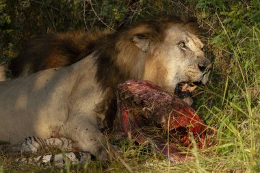 Aslan (Panthera leo) bir zebra (Equus quagga) leşi ile beslenir. Kuzey Batı Eyaleti. Güney Afrika