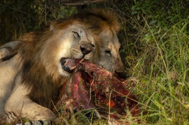 Aslan (Panthera leo) bir zebra (Equus quagga) leşi ile beslenir. Kuzey Batı Eyaleti. Güney Afrika