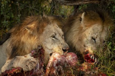 Aslan (Panthera leo) bir zebra (Equus quagga) leşi ile beslenir. Kuzey Batı Eyaleti. Güney Afrika