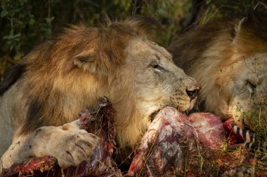 Aslan (Panthera leo) bir zebra (Equus quagga) leşi ile beslenir. Kuzey Batı Eyaleti. Güney Afrika