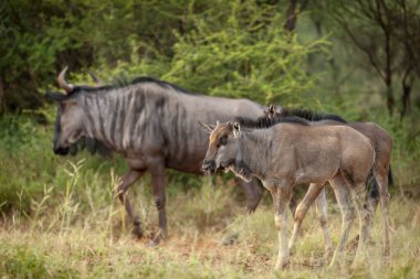 Mavi antilop (Connochaetes taurinus), bilinen adıyla antilop, beyaz sakallı antilop, veya getirilmiş gnu yavrusu. Kuzey Batı Eyaleti. Güney Afrika