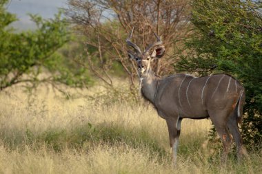 Daha büyük kudu (Tragelaphus strepsiceros) alt-yetişkin. Kuzey Batı Eyaleti. Güney Afrika