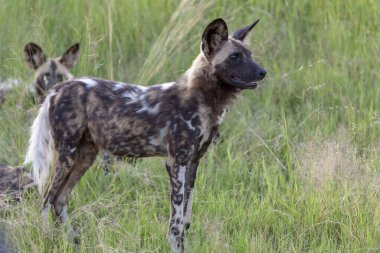 Afrika vahşi köpeği (Lycaon pictus), diğer adıyla boyalı kurt, Afrika av köpeği, Cape Av Köpeği veya Afrika boyalı köpeği. Kuzey Batı Eyaleti. Güney Afrika.