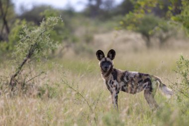 Afrika vahşi köpeği (Lycaon pictus), diğer adıyla boyalı kurt, Afrika av köpeği, Cape Av Köpeği veya Afrika boyalı köpeği. Kuzey Batı Eyaleti. Güney Afrika.
