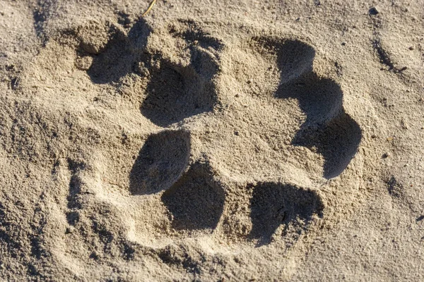 Lví Panthera Leo Spoor Botswana — Stock fotografie