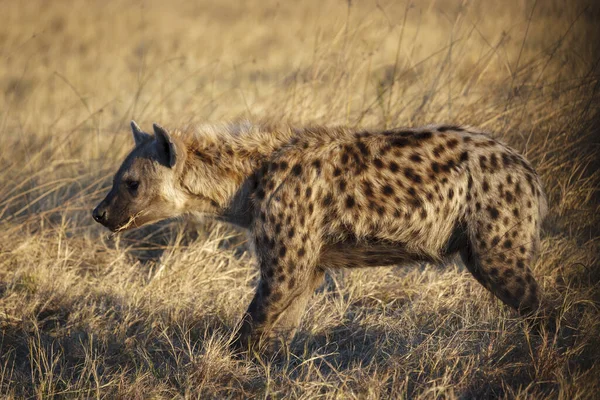 Spatřena Hyena Nebo Hyena Smíchu Crocuta Crocuta Botswana — Stock fotografie