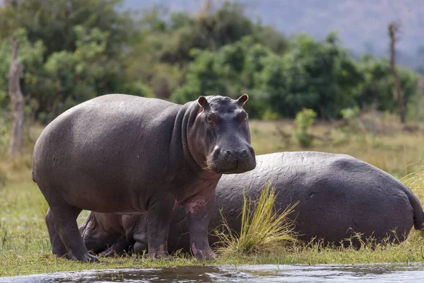 Hipopótamo Hipopótamo Común Hippopotamus Amphibius Baja Zambezi Zambia — Foto de Stock