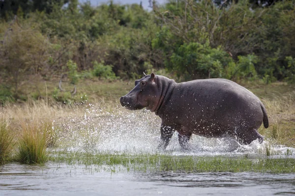 Hroch Obecný Neboli Hroch Hroch Obojživelný Dolní Zambezi Zambie — Stock fotografie