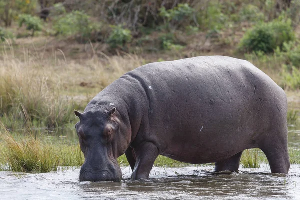 Hippopotame Commun Hippopotame Hippopotame Amphibie Zambèze Inférieur Zambie — Photo