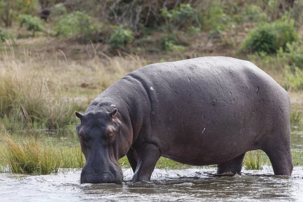 Vanlig Flodhäst Eller Flodhäst Flodhäst Sänk Zambezi Zambia — Stockfoto