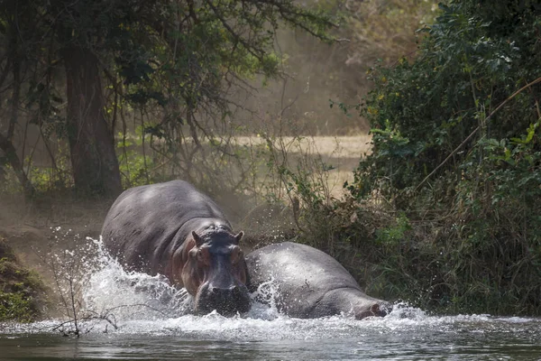 Vanlig Flodhäst Eller Flodhäst Flodhäst Sänk Zambezi Zambia — Stockfoto