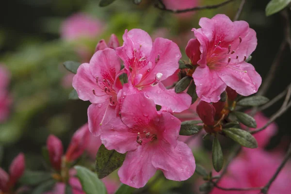 Azalea Garden Flower South Africa — Stock Photo, Image