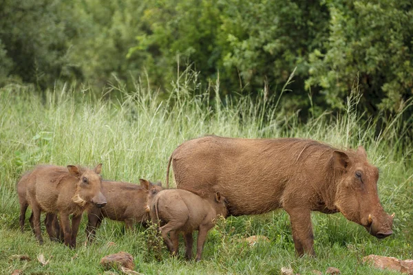 Warzenschwein Phacochoerus Africanus Und Ferkel Jungtiere Kwazulu Natal Südafrika — Stockfoto