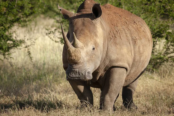 Breitmaulnashorn Oder Vierlippennashorn Ceratotherium Simum Nordwestprovinz Südafrika — Stockfoto