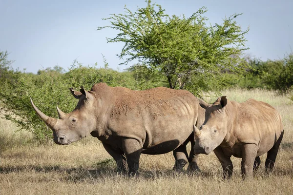 Rinoceronte Branco Rinoceronte Lábios Quadrados Ceratotherium Simum Província Noroeste África — Fotografia de Stock