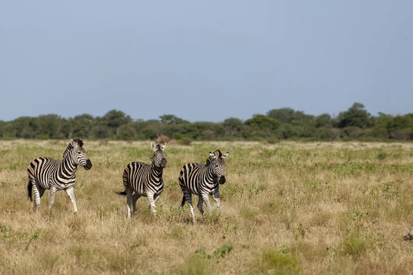 Vanlig Zebra Equus Quagga Prev Equus Burchellii Även Kallad Vanlig — Stockfoto