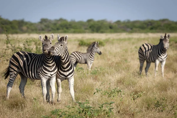 Llanuras Cebra Equus Quagga Prev Equus Burchellii También Conocida Como —  Fotos de Stock