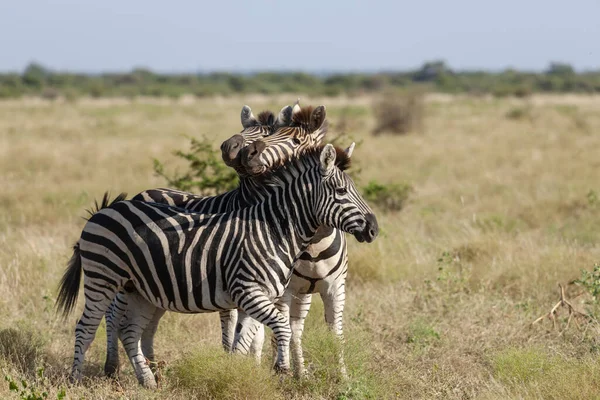 회색곰 Equus Quagga Prev 에쿠스 Equus Burchellii 일반적 얼룩말 부르첼의 — 스톡 사진