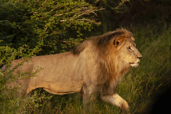 Leone Panthera Leo Provincia Del Nord Ovest Sudafrica — Foto Stock