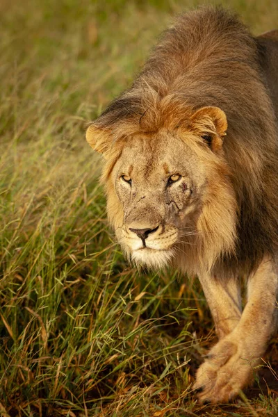 Λιοντάρι Panthera Leo Βορειοδυτική Επαρχία Νότια Αφρική — Φωτογραφία Αρχείου