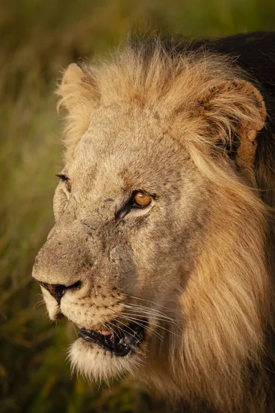 Lew Panthera Leo Północno Zachodnia Prowincja Republika Południowej Afryki — Zdjęcie stockowe