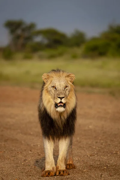 Лев Panthera Leo Северо Западная Провинция Южная Африка — стоковое фото