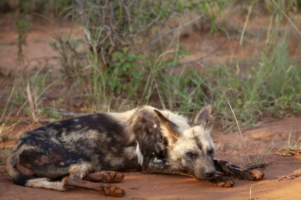 Africký Divoký Pes Lycaon Pictus Také Znám Jako Malovaný Lovecký — Stock fotografie