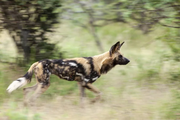 Africký Divoký Pes Lycaon Pictus Také Znám Jako Malovaný Lovecký — Stock fotografie