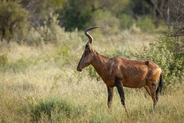 Kırmızı Antilop Alcelaphus Buselaphus Caama Veya Alcelaphus Caama Kuzey Batı — Stok fotoğraf