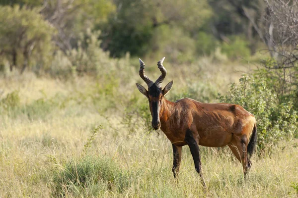 Red Hartebeest Alcelaphus Buselaphus Caama Alcelaphus Caama Província Noroeste África — Fotografia de Stock