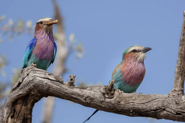 Lilac Breasted Roller Coracias Caudatus North West Province South Africa — Stock Photo, Image