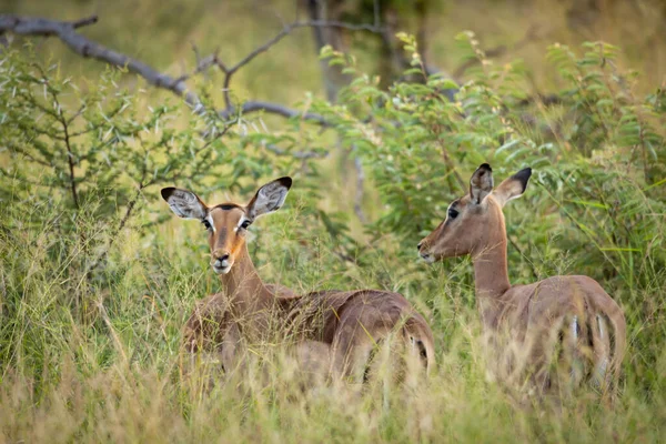 Impala Aepyceros Melampus Província Noroeste África Sul — Fotografia de Stock