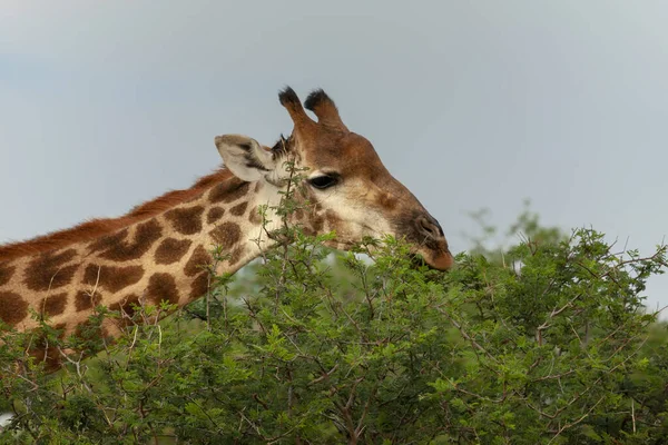 Dél Afrikai Zsiráf Vagy Foki Zsiráf Giraffa Camelopardalis Giraffa Táplálkozás — Stock Fotó