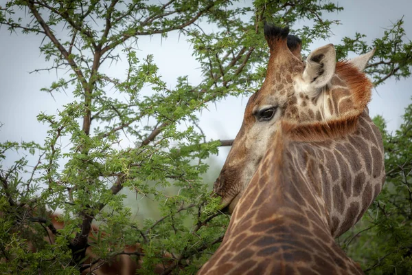 Южноафриканский Жираф Giraffa Camelopardalis Giraffa Северо Западная Провинция Южная Африка — стоковое фото