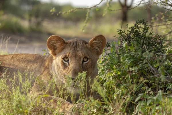 Leão Panthera Leo Província Noroeste África Sul — Fotografia de Stock
